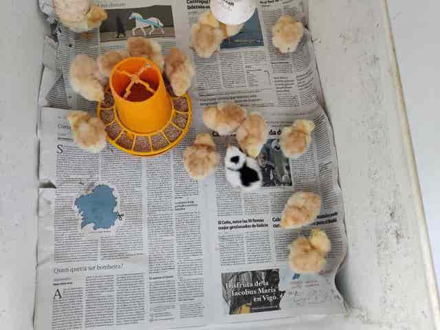 Pollitos gallina de Mos - imagen 1