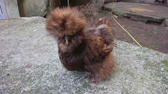 Gallina Sedosa - imagen 1