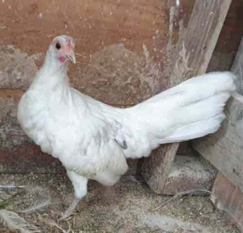 GALLINA FÉNIX ENANA - imagen 1