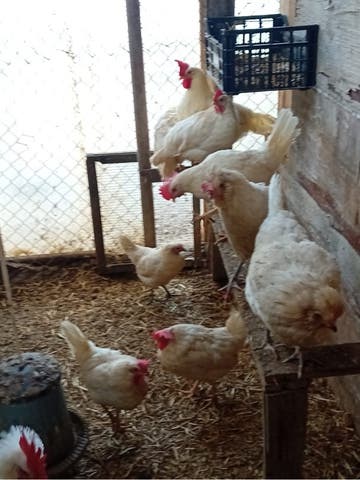 Huevos de gallina Leghorn - imagen 1