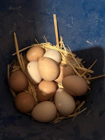 HUEVOS GALLINA DE GUINEA - imagen 1