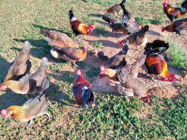 Huevos de gallina utrerana - imagen 1