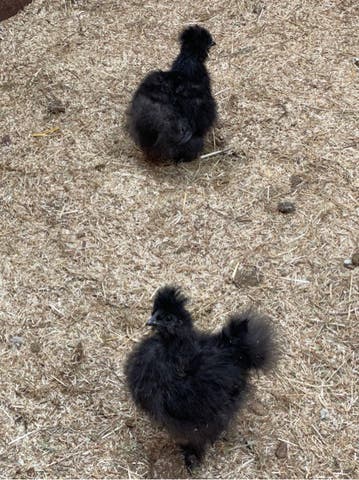 gallina mascara de hierro - imagen 1