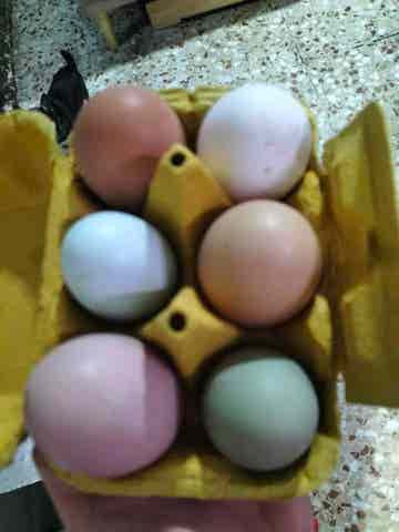 huevos de gallina fertiles - imagen 1