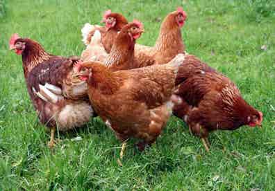 Gallinas Ponedoras - Isa Brown, Leghorn, Sussex y más - imagen 1