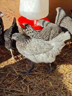 Gallinas Rústicas - Extremeña Azul, Marans, Barrada - imagen 1