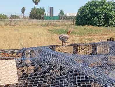Gallinas Araucanas - Huevos Azules - imagen 1