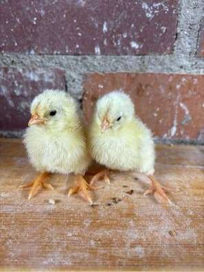 Pollitos de Gallina Leghorn - Raza Ponedora - imagen 1