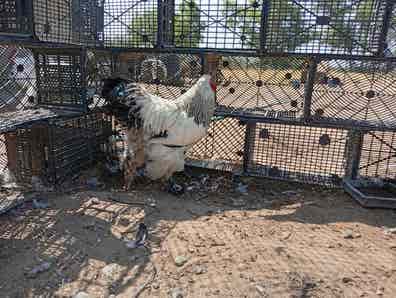 Pareja de Gallinas Brahma - Raza Gigante - imagen 1