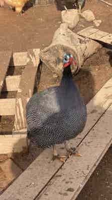 Gallinas de Guinea o Pintadas - En Puesta - imagen 1