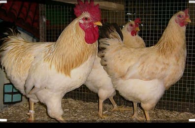 Gallina y Gallo Empordanesa - Raza Autóctona Catalana - imagen 1