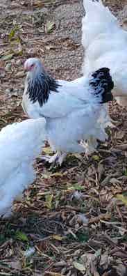 Gallinas Brahma Gigante Blanca Armiñada - imagen 1