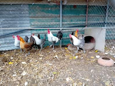 Pareja Gallo y Gallina Fayoumi - Egipcia Rústica - imagen 1