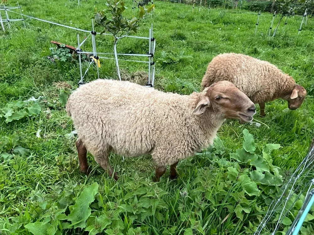Se vende o cambia cordero carranzano