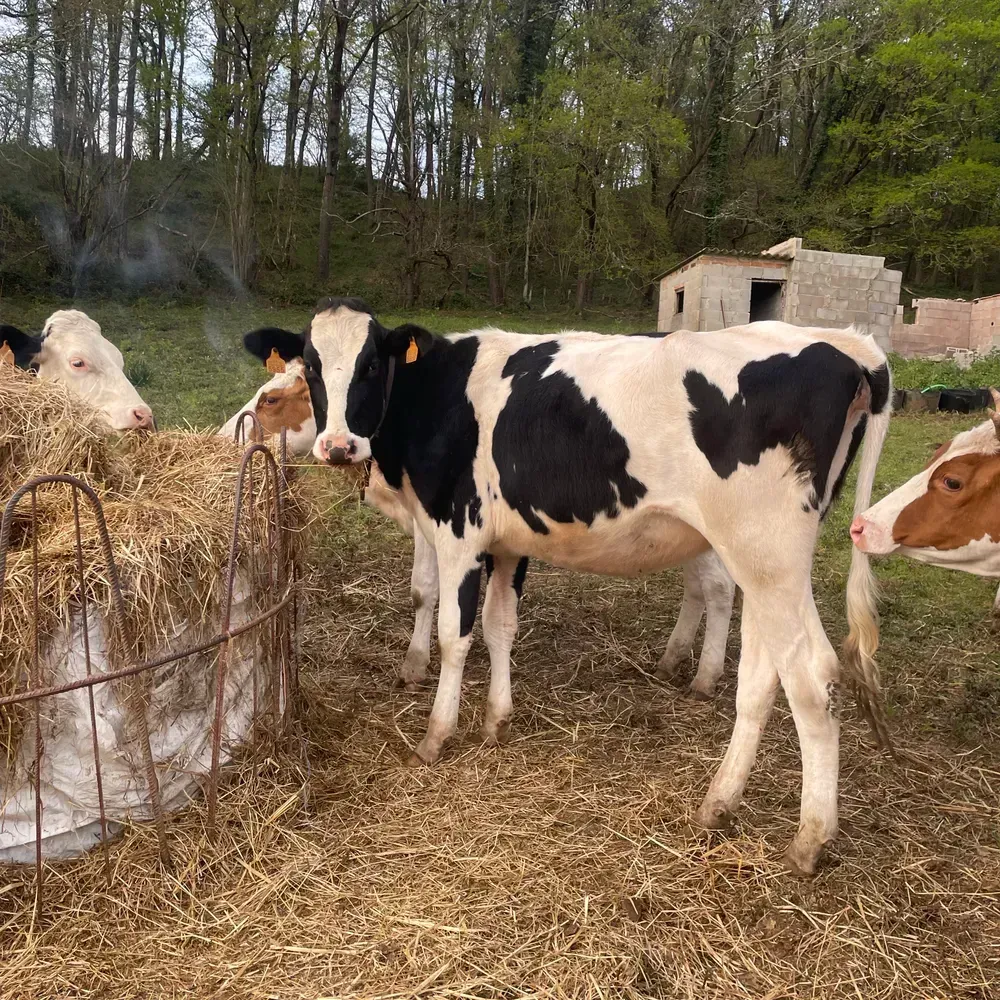 Ternera frisona con tamaño