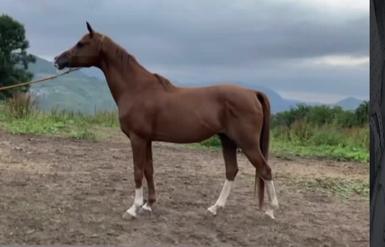 Se ofrece para cubriciones