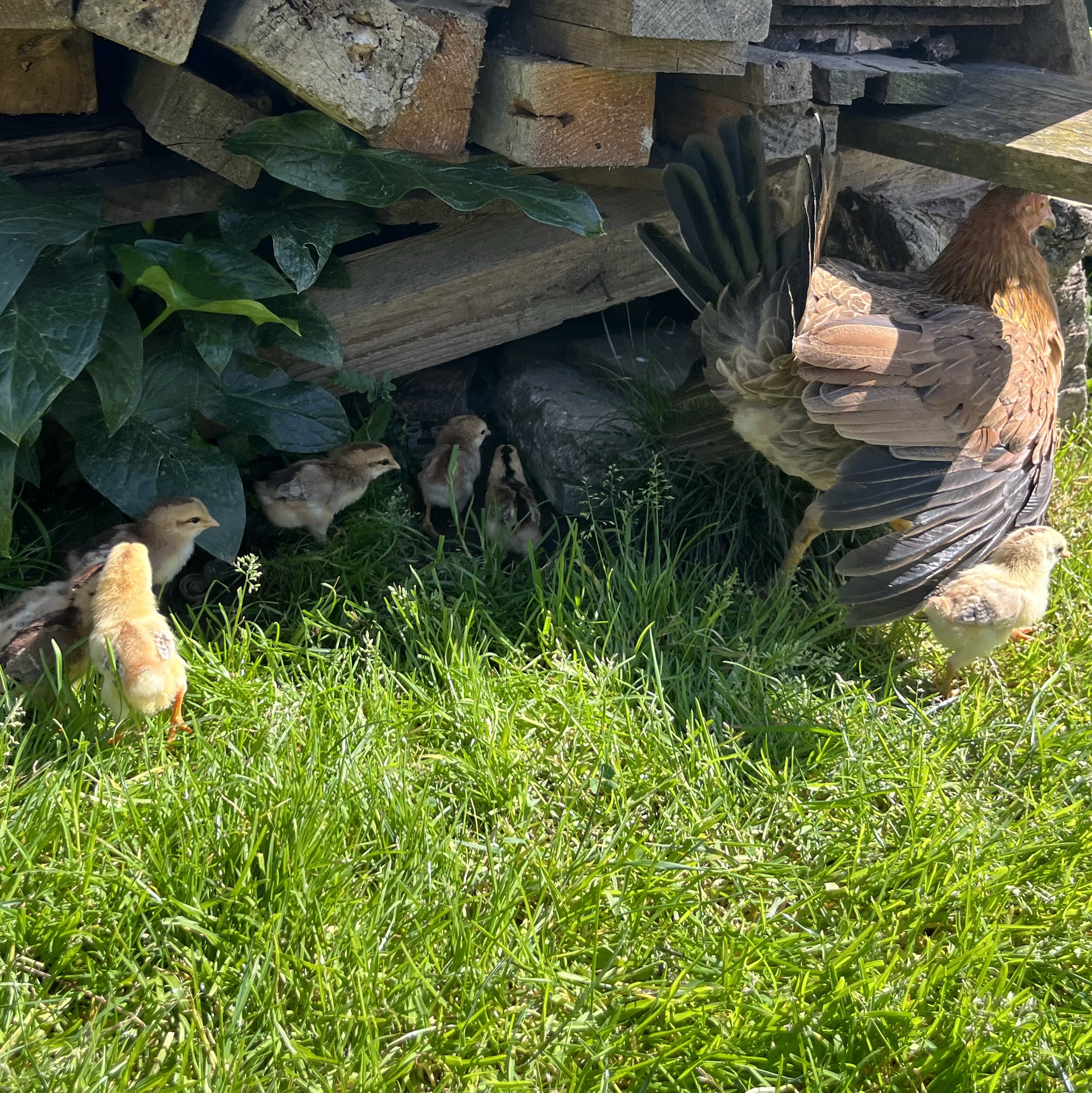 Pollos de combatiente español 
