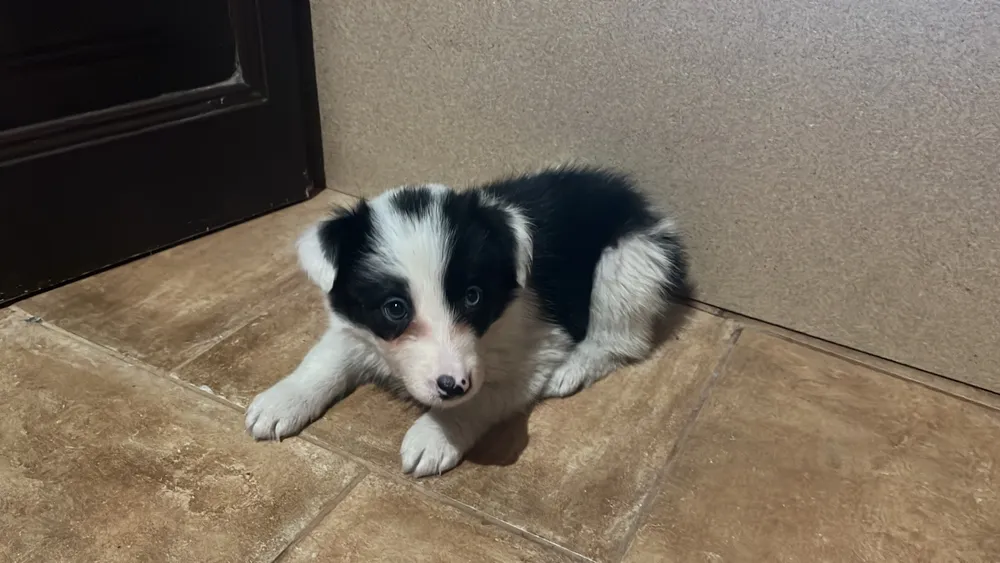 Cachorro Border collie