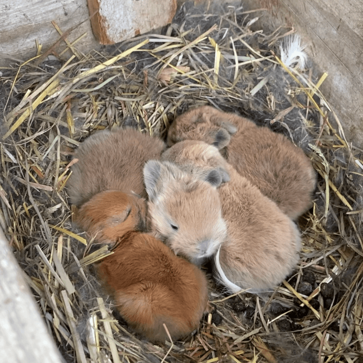 Conejitos caseros 