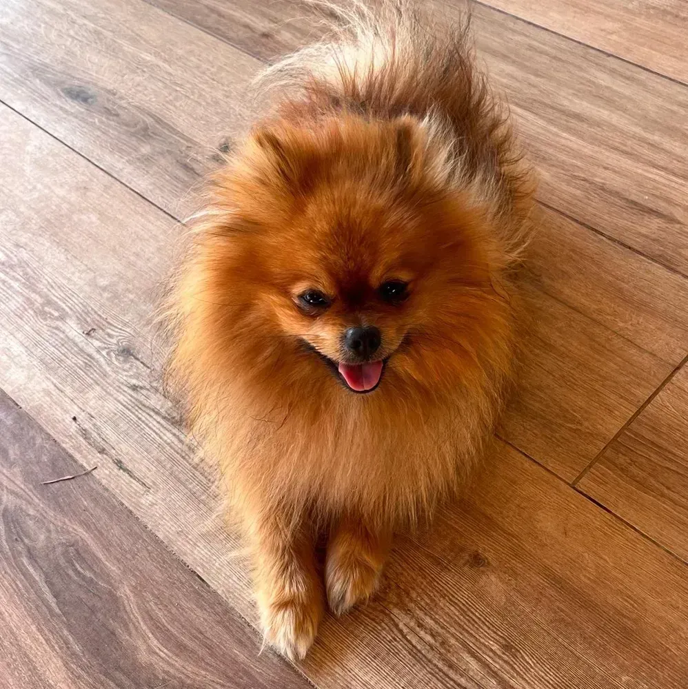 Pomerania macho disponible 