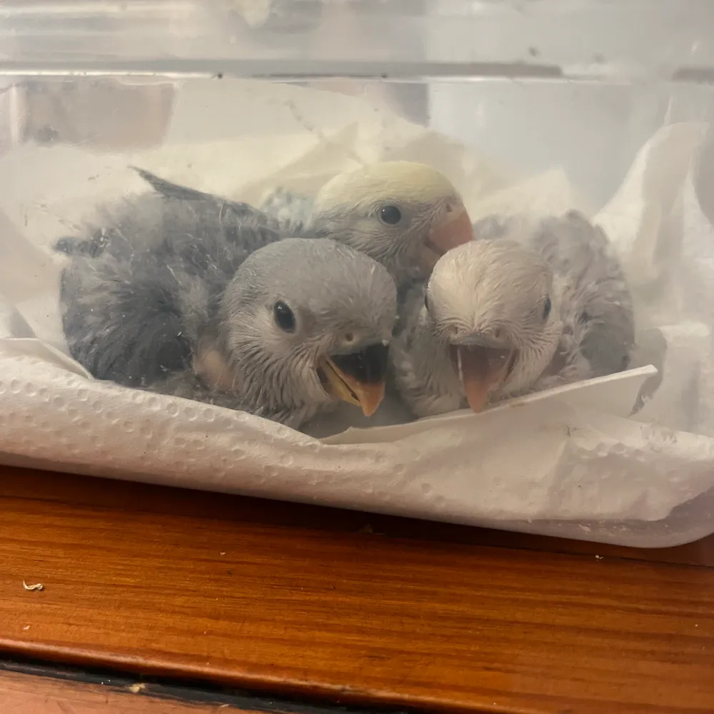 Agapornis Papilleros