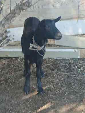 Cabra de 1 Año - Málaga - imagen 1