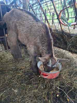 Cabrito Rojo en Venta - Cantabria - imagen 1