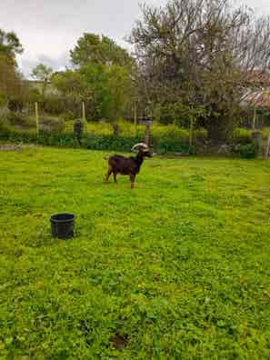 Cabra Acostumbrada a Estar Atada - Bizkaia - imagen 1