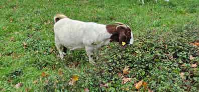 Cabra Boer de 5 Años - Posiblemente Preñada