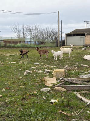 Cabra Enana - Chotillo de 2 Meses - imagen 1