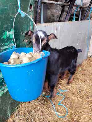 Macho Cabrío para Semental - Madrid - imagen 1