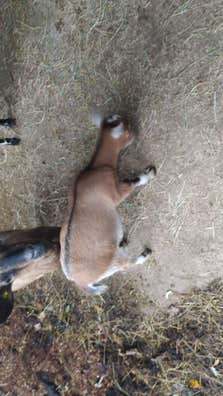 Cabra Enana de 4 Meses - Pontevedra - imagen 1