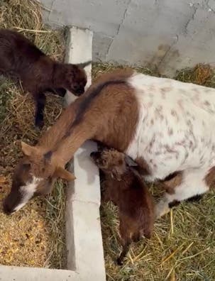 Machito de Cabra Enana - Crianza a Biberón - imagen 1