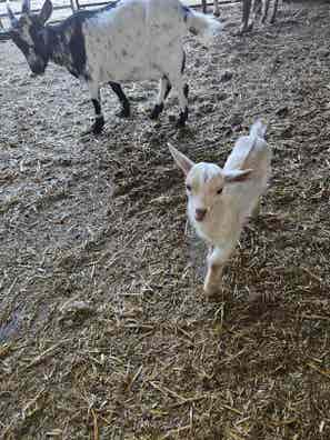 Cabras Enanas - 2 Años - Toledo - imagen 1