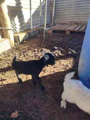 Cabritas Enanas Recién Nacidas - Almería - imagen 1