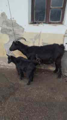 Cabra Negra de 4 Años Parida con Crías - imagen 1
