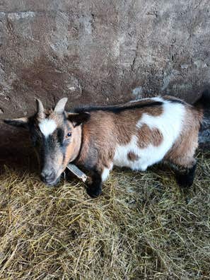 Mini Cabra de 1 Año - Ourense - imagen 1