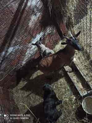 Cabra Enana de 2 Años Parida con Crías - Lugo - imagen 1