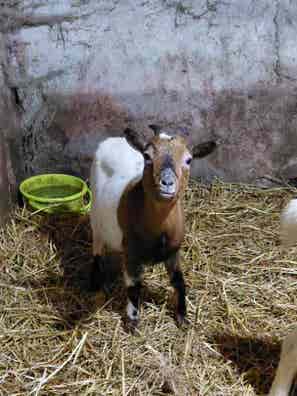 Cabra Enana de Año y Medio - A Coruña - imagen 1