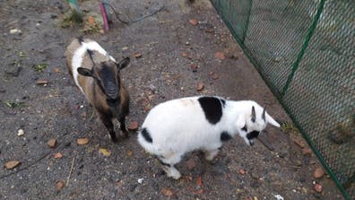 Cabras Enanas de 2 Años - Córdoba - imagen 1