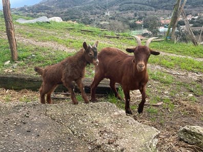 Cabra con Cabrita - Cruce Enana con Chivo Grande - imagen 1