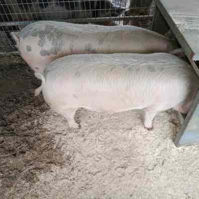 Cerdo para Matanza - Criado en Prao con Harina - imagen 1