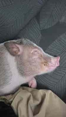 Guarín (Cerdo Enano) - 1 Año