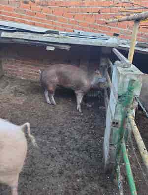 Cerdo Macho Sin Capar - 60 kg