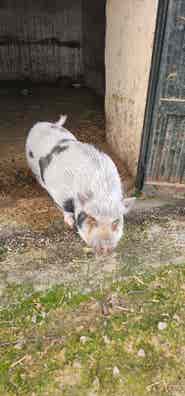 Cerdo para Semental o Vida - Granada - imagen 1