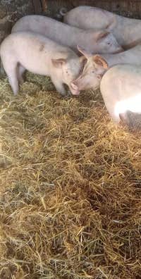 Cerdos Yorkshire de 40 kg - Cantabria - imagen 1