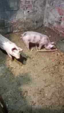 Cerdos Capados - 100 kg - Buena Raza - imagen 1