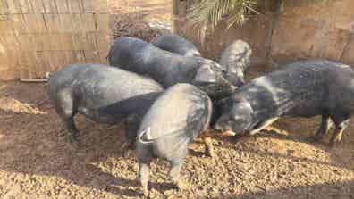 Cerdos Capados - 60-70 kg - Baleares