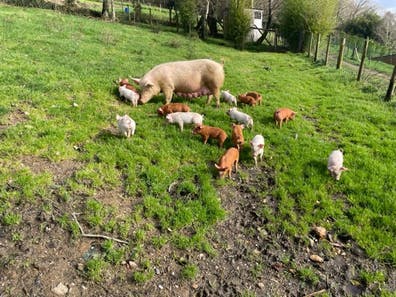 Cerdos a Destete - Varias Razas - A Coruña - imagen 1