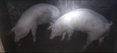 Cerdos 170 kg - Criados en Casa - A Coruña - imagen 1